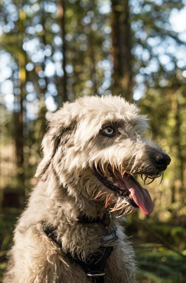 irish wolfhound in forest