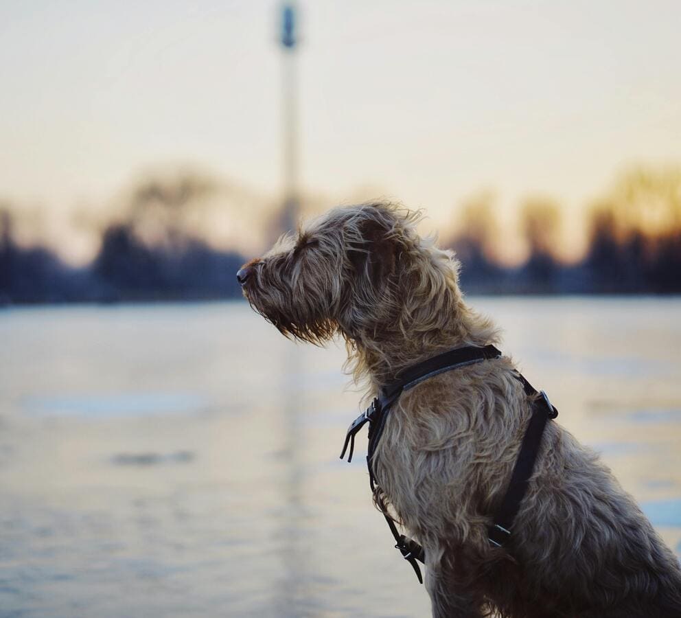 Irish wolfhound in front of the water