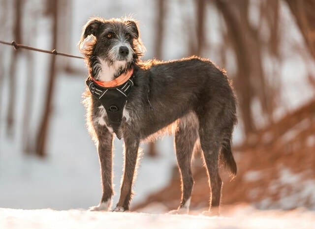 irish wolfhound in the forest