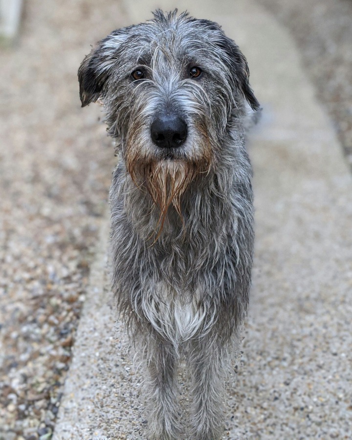 irish wolfhound looking at the camera