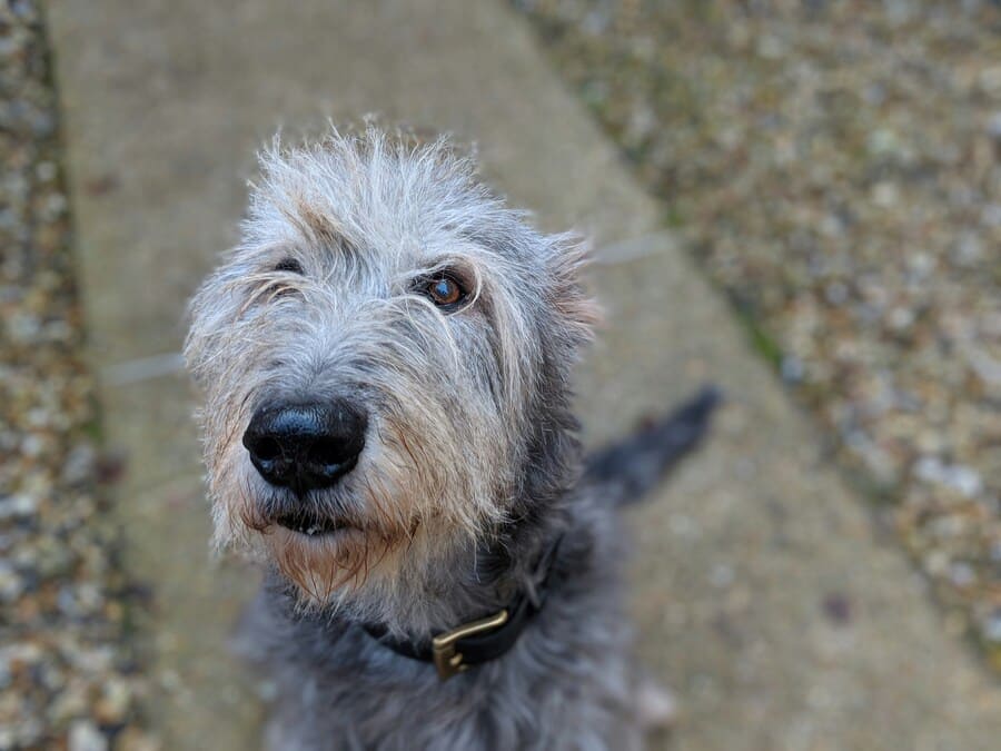 irish wolfhound