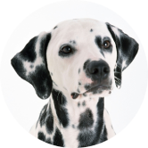 portrait of dalmatian dog