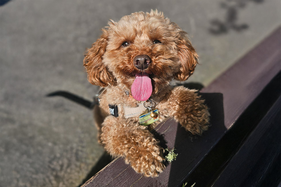 sand ingestion dogs