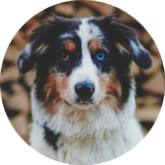 australian shepherd looking camera