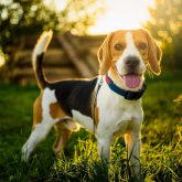 beagle dog insurance